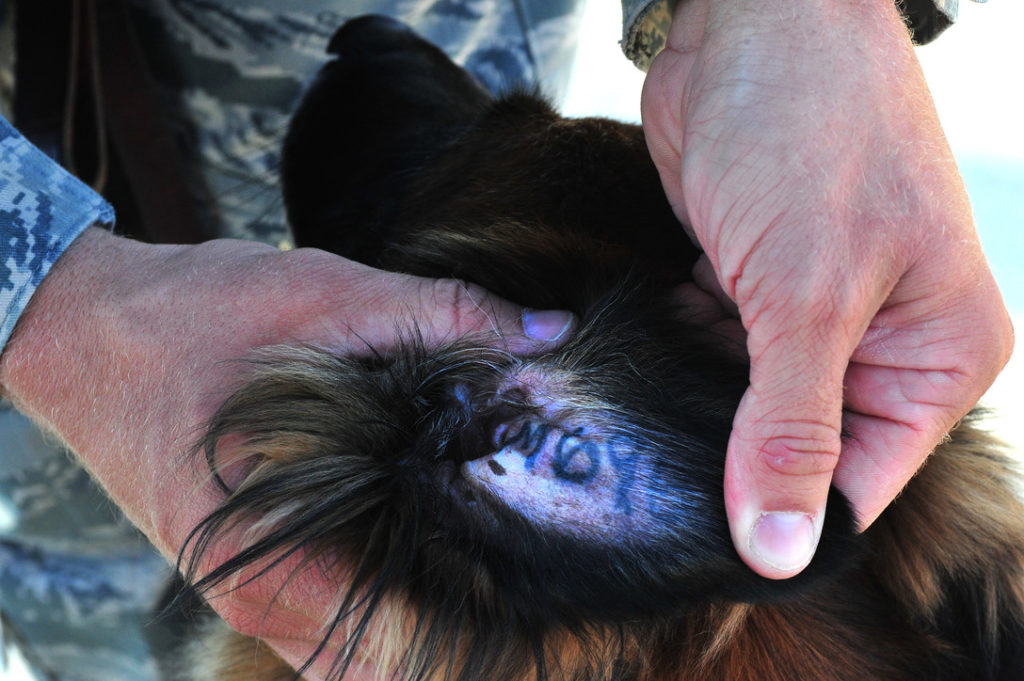 Identification des animaux