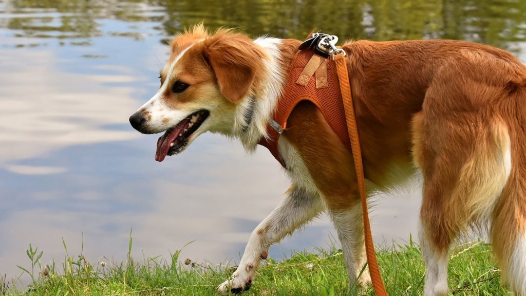 choissir une laisse pour sa chienne