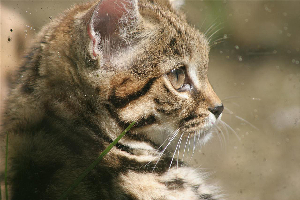 Le Chat Sauvage A Pieds Noirs Decouvrez Le Felis Nigripes