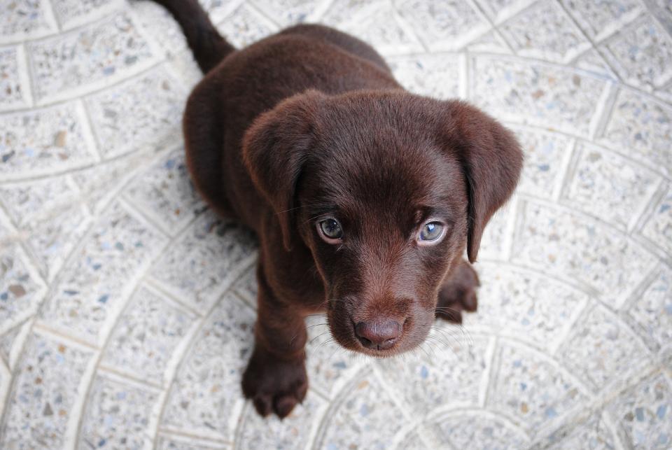 Race De Chien Choisir Le Labrador Le Chien Préféré Des