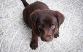 chien qui est préféré par tout le monde