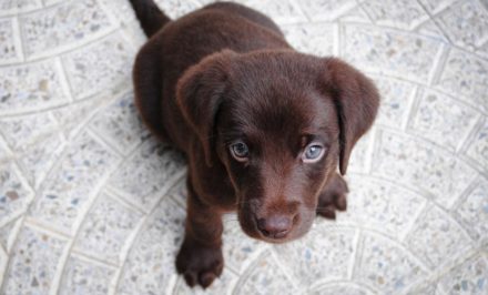 chien qui est préféré par tout le monde