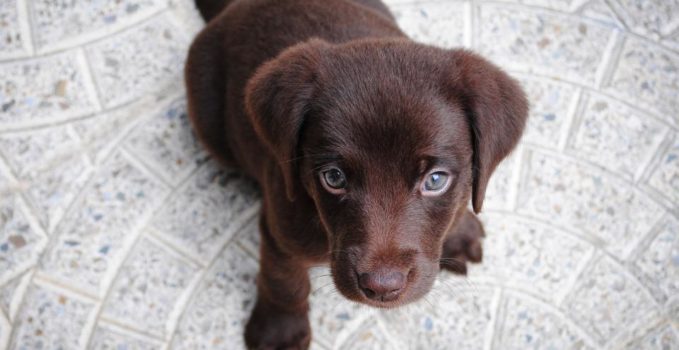 chien qui est préféré par tout le monde