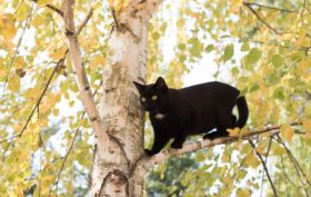 activités du chat en journée