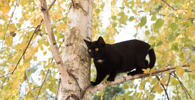 activités du chat en journée