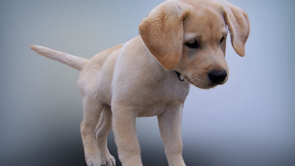 une race de chien en particulier