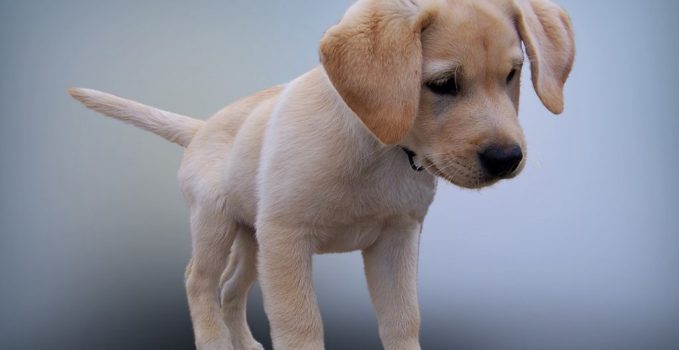 une race de chien en particulier