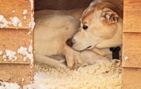 niche pour grand chien dans le jardin