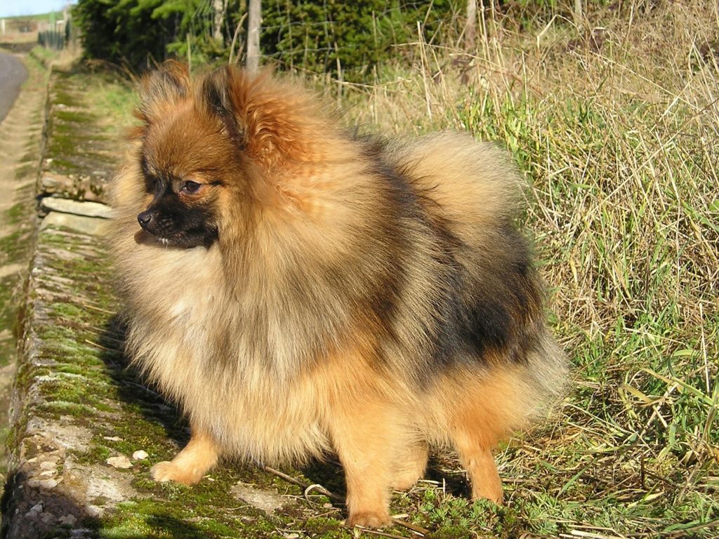 race de chien