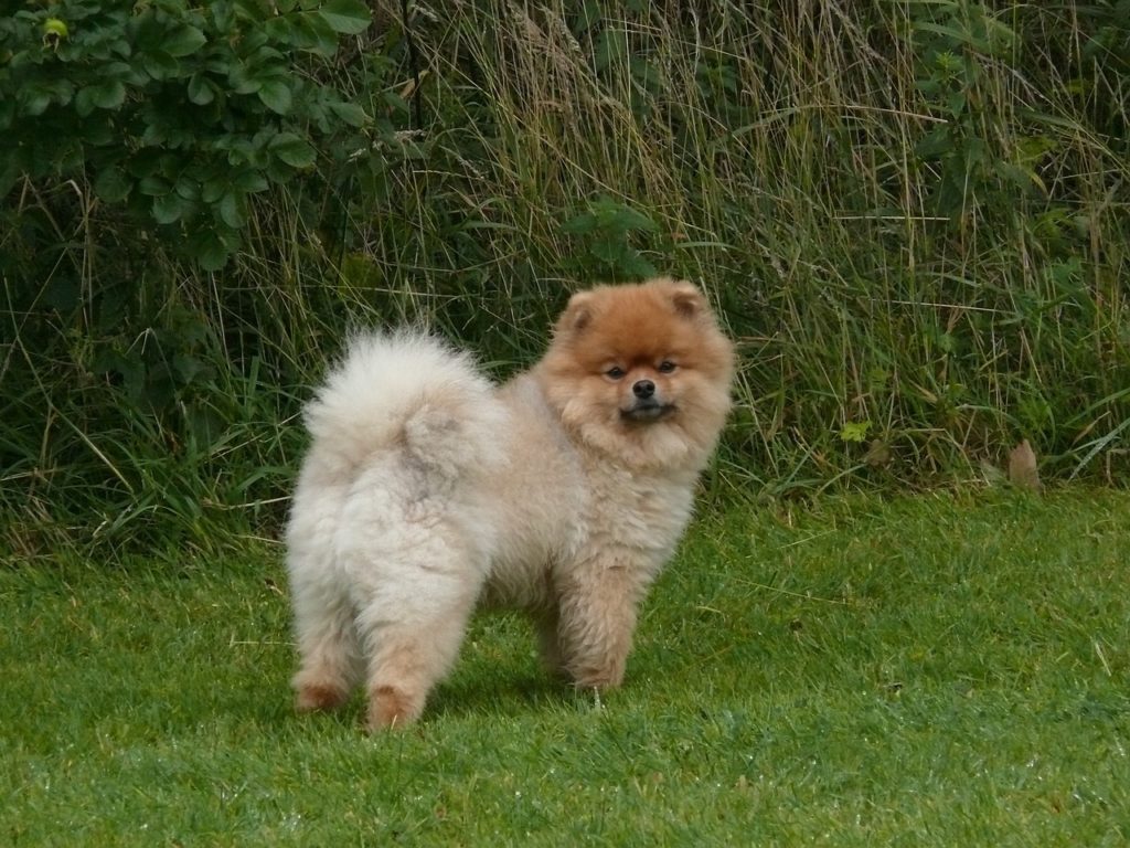  caractère du chien spitz nain