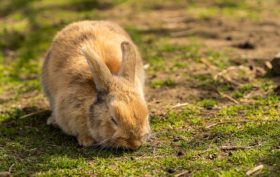 comment s'occuper d'un lapin