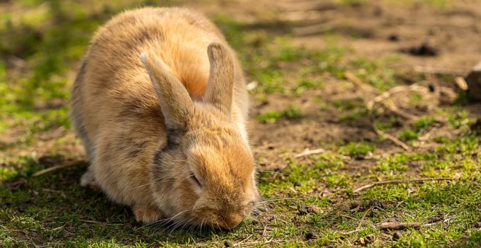 comment s'occuper d'un lapin