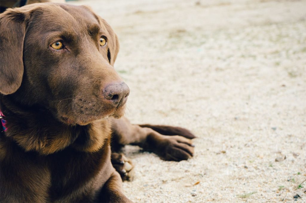 Transport de votre chien pour des trajets