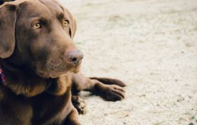 Transport de votre chien pour des trajets