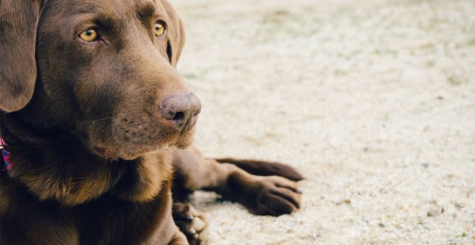 Transport de votre chien pour des trajets