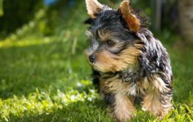 tout savoir sur le chien yorkshire-terrier