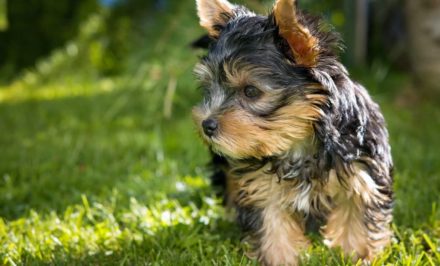 tout savoir sur le chien yorkshire-terrier