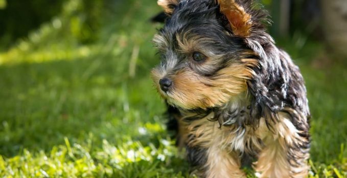 tout savoir sur le chien yorkshire-terrier