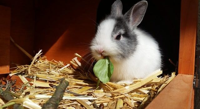 aménagement d'une cage pour des lapins