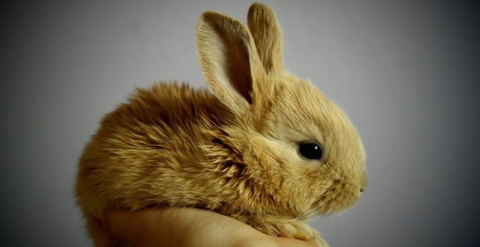 animaux dans des spectacles de magie