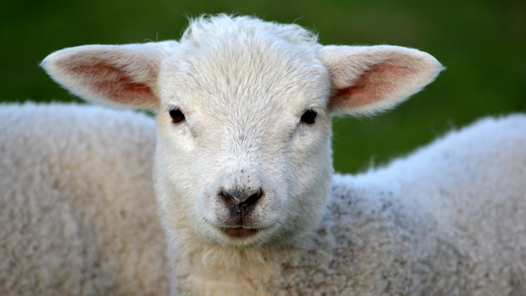 Adoptez des animaux pour le jardin