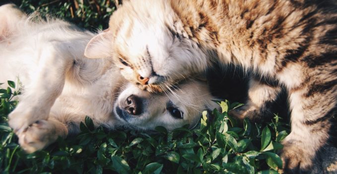 bien nourrir son chat ou son chien