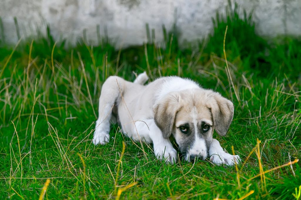 choisir de faire assurer son chien