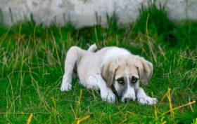 choisir de faire assurer son chien