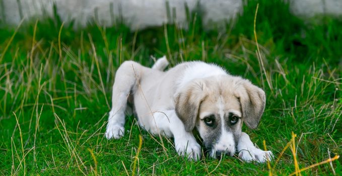 choisir de faire assurer son chien