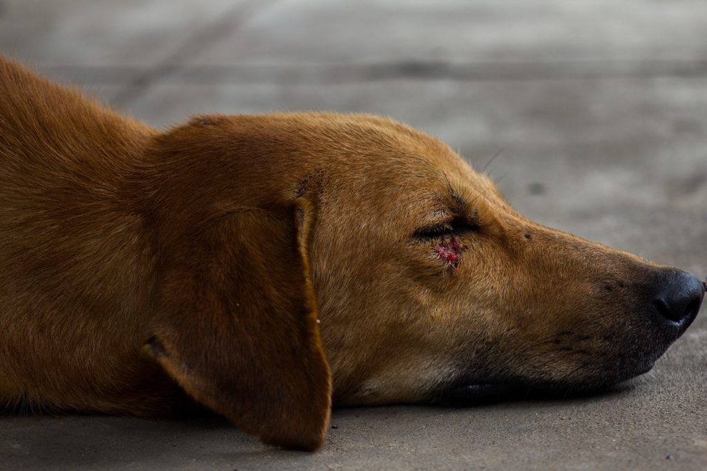 assurance pour animaux