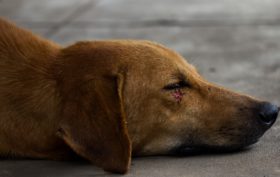 assurance pour animaux