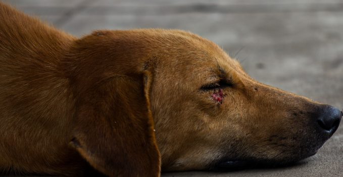 assurance pour animaux