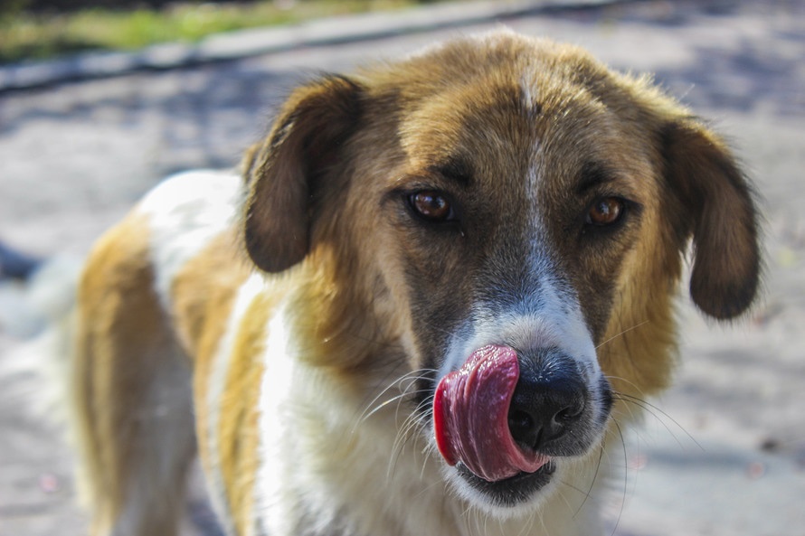 on repas pour chien ou chat