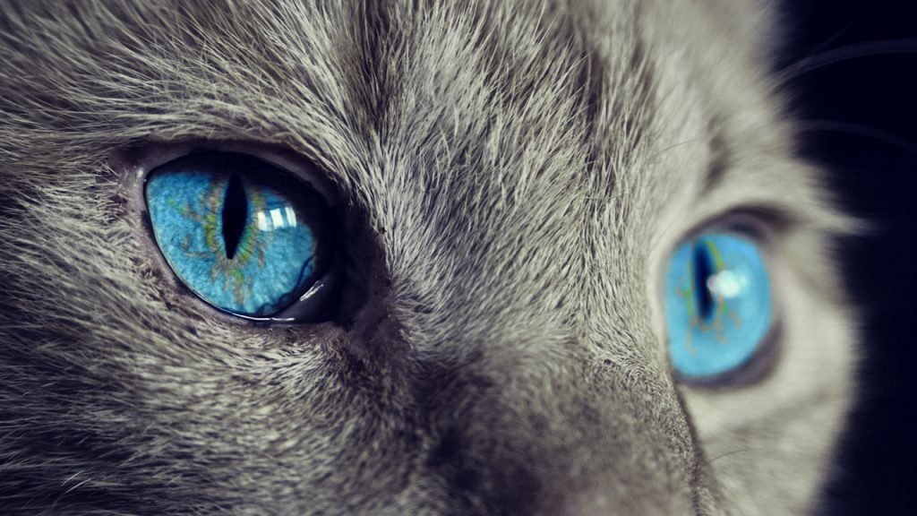 brossage du chat