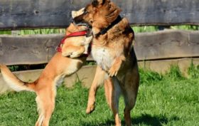 conduire votre animal chez le vétérinaires en urgence