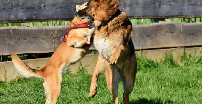 conduire votre animal chez le vétérinaires en urgence