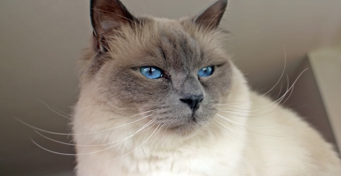 Le Sacre De Birmanie La Race De Chat Blanc Aux Yeux Bleus