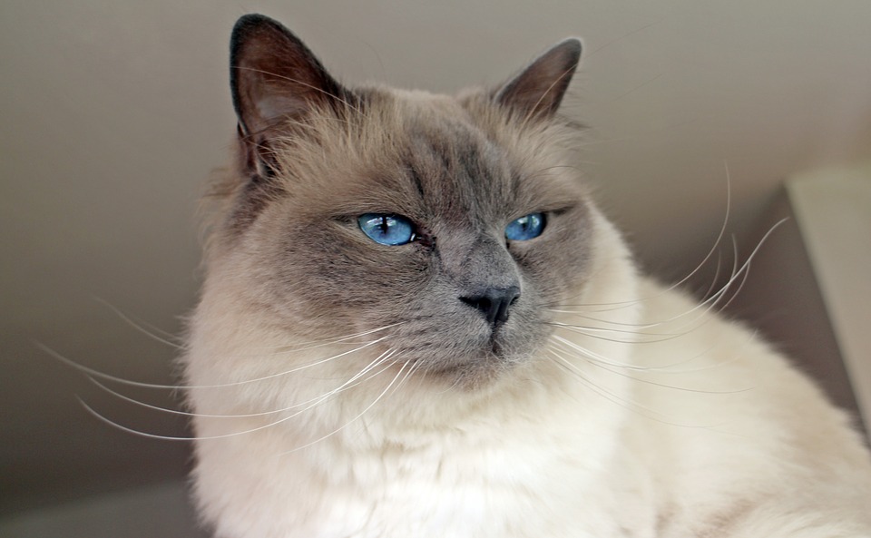 Le Sacré De Birmanie La Race De Chat Blanc Aux Yeux Bleus