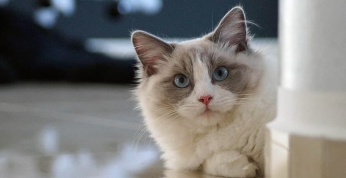 race de chat ragdoll