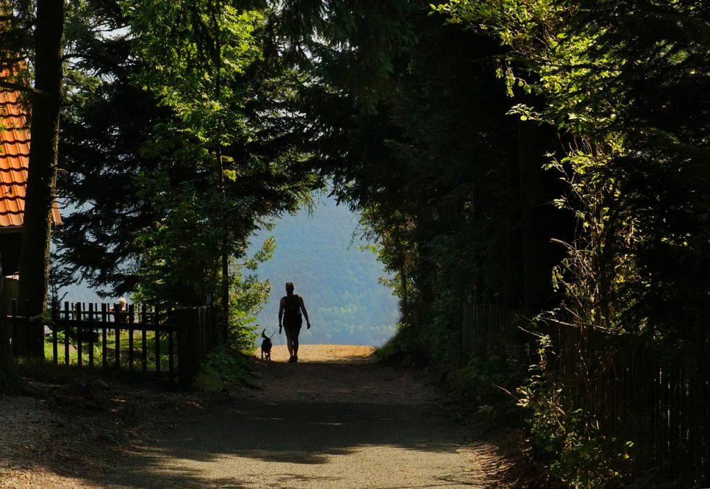 la promenade de votre chien