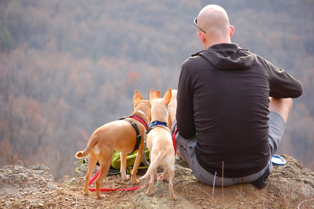 gardien d'animaux ou petsitter