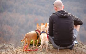 gardien d'animaux ou petsitter