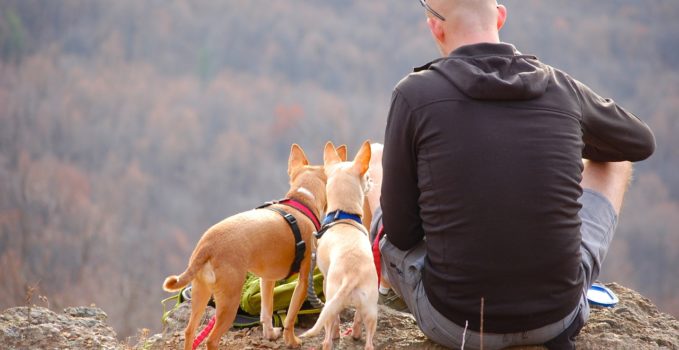 gardien d'animaux ou petsitter