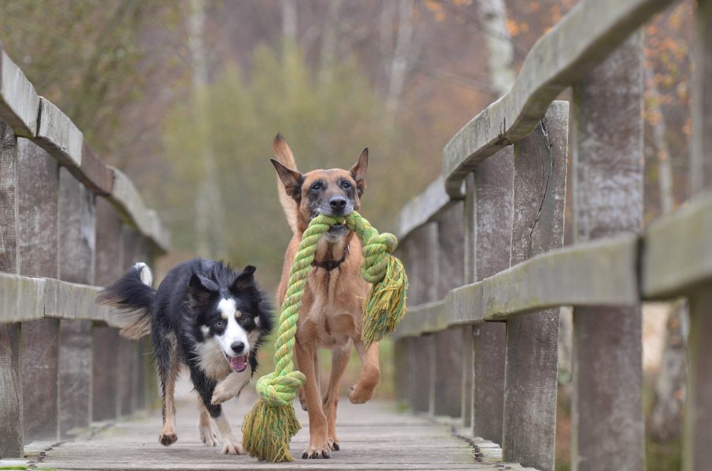 chiens qui sont en fugue car pas de clôture électronique