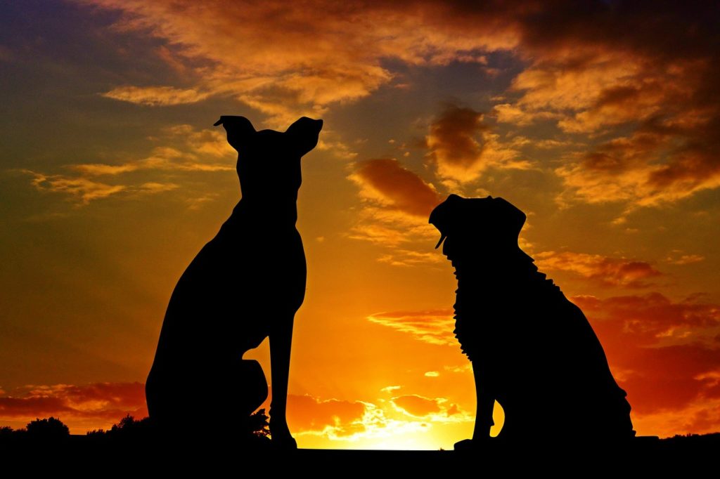 chiens qui aboient