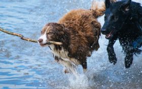 animaux domestique en bonne santé