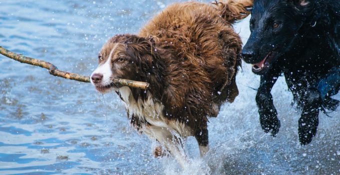 animaux domestique en bonne santé