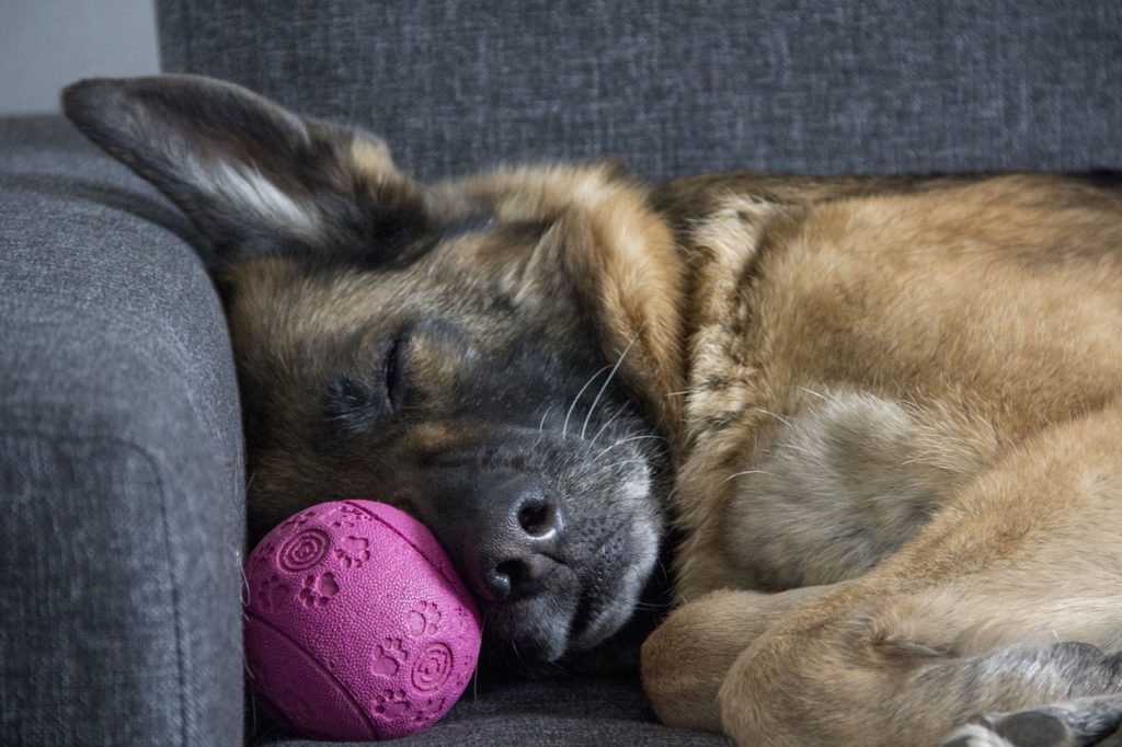 chenil pour pension du chien