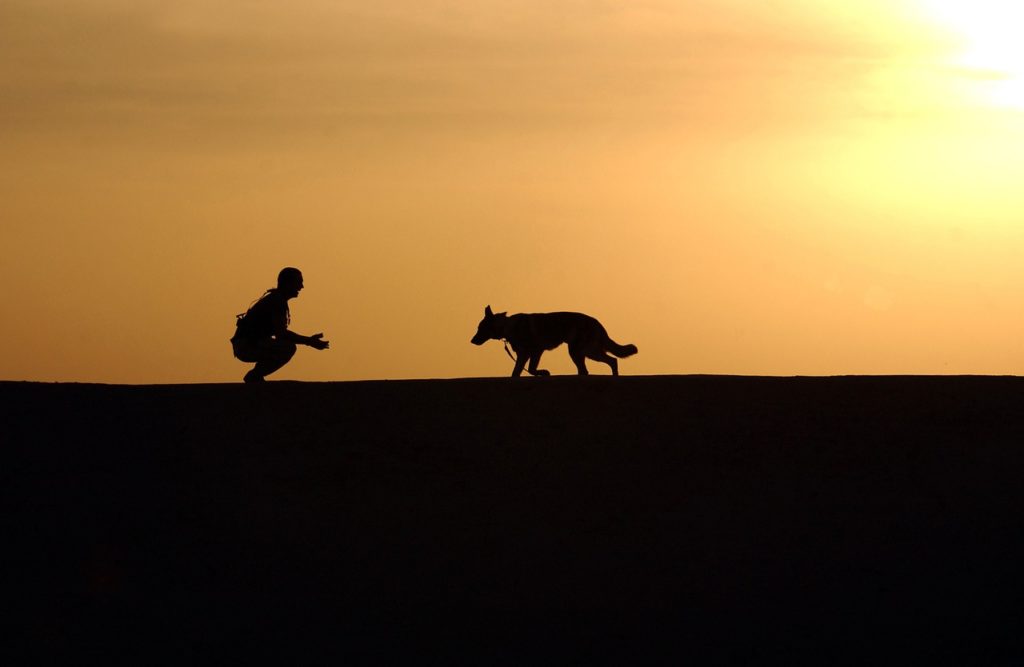 chien fugueur clôture