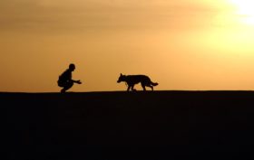 chien fugueur clôture